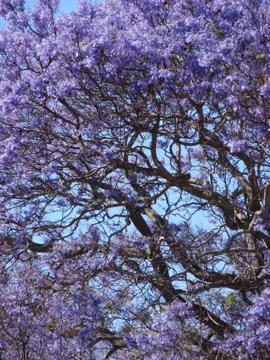 Jacaranda - Jacaranda mimosifolia