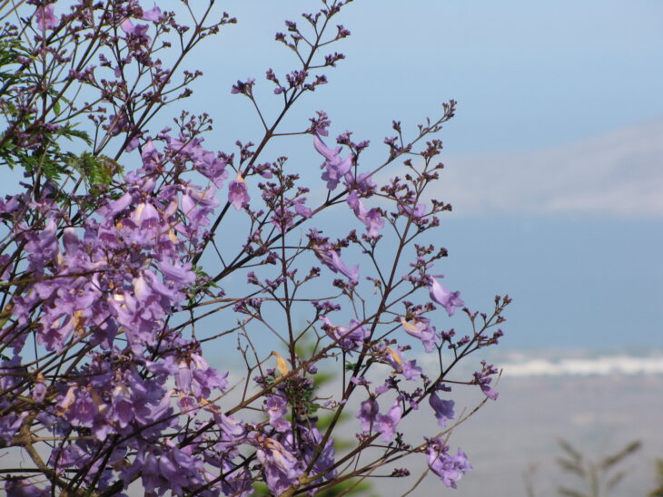 Jacaranda - Jacaranda mimosifolia