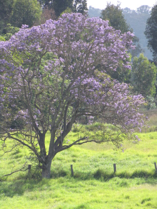 Jacaranda - Jacaranda mimosifolia