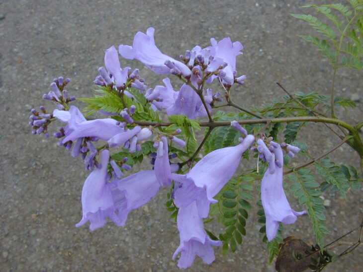 Jacaranda - Jacaranda mimosifolia