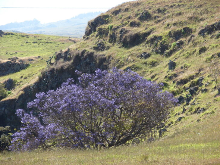 Jacaranda - Jacaranda mimosifolia