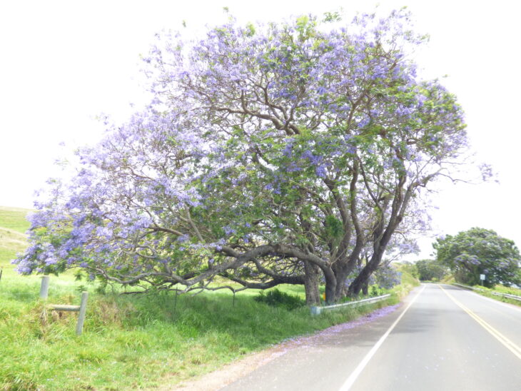 Jacaranda - Jacaranda mimosifolia