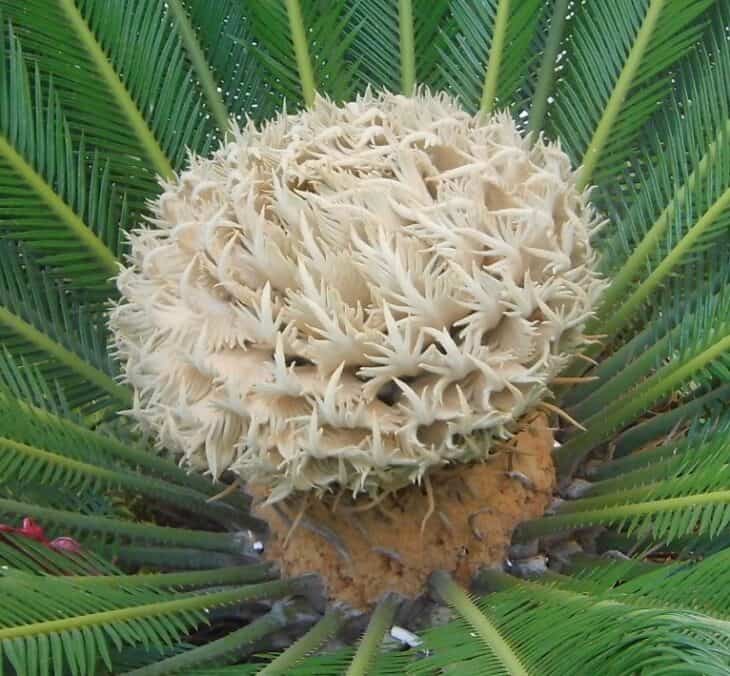 King Sago - Cycas revoluta