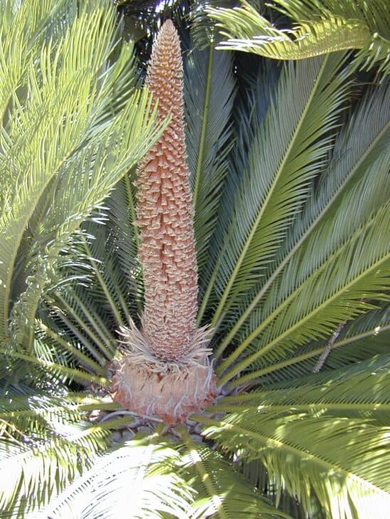 King Sago - Cycas revoluta