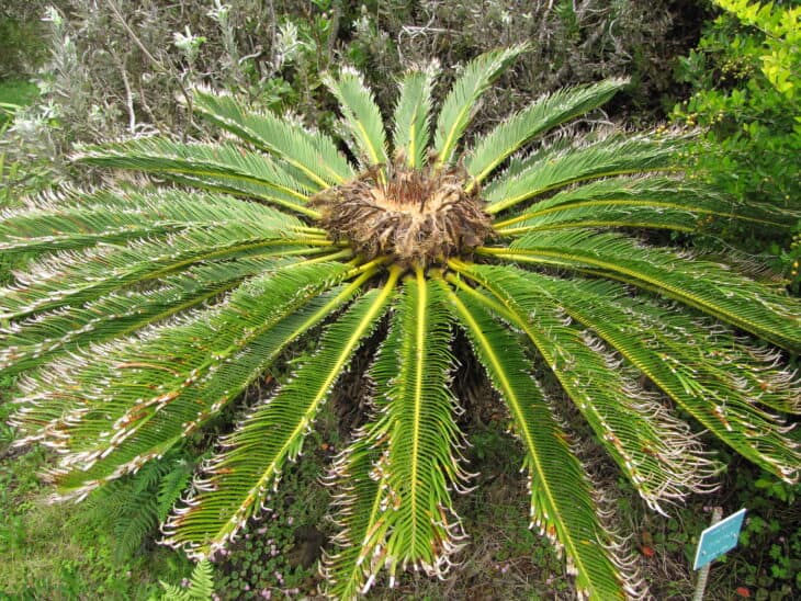 King Sago - Cycas revoluta