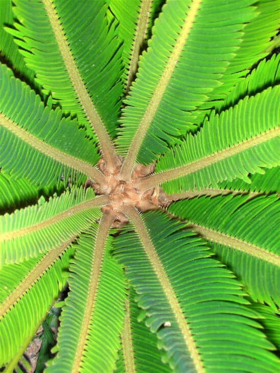 King Sago - Cycas revoluta