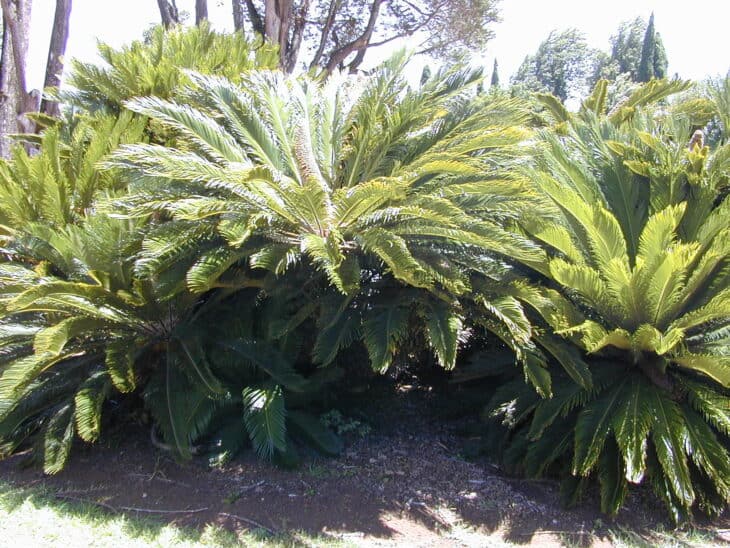 King Sago - Cycas revoluta