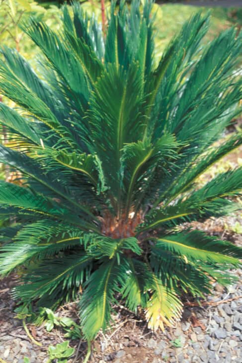 King Sago - Cycas revoluta