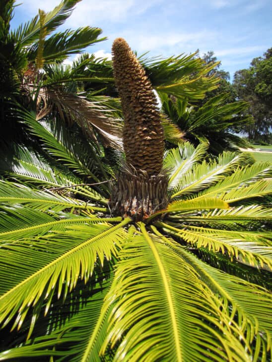 King Sago - Cycas revoluta
