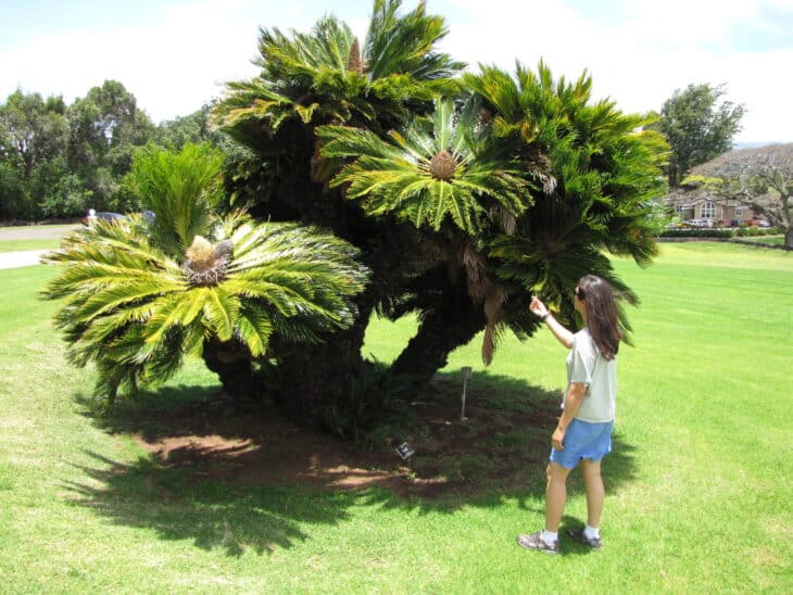 King Sago - Cycas revoluta