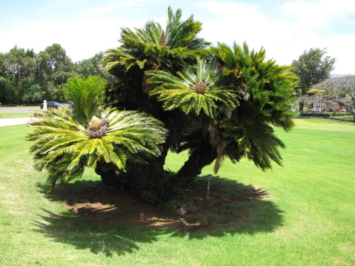 King Sago - Cycas revoluta