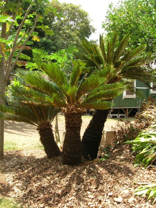King Sago - Cycas revoluta