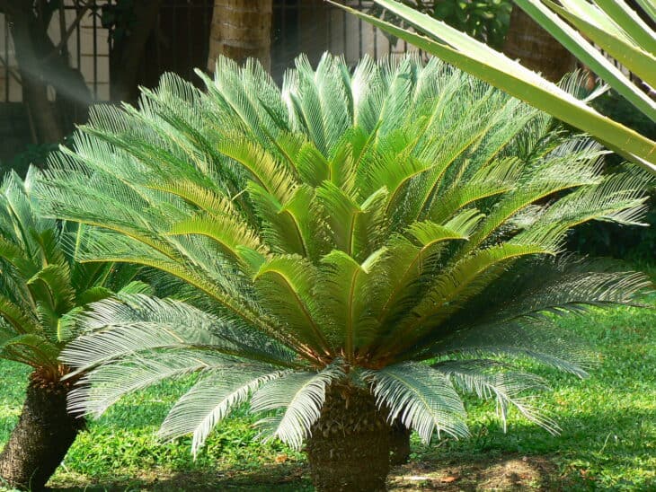King Sago - Cycas revoluta