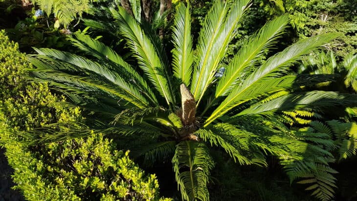 King Sago - Cycas revoluta