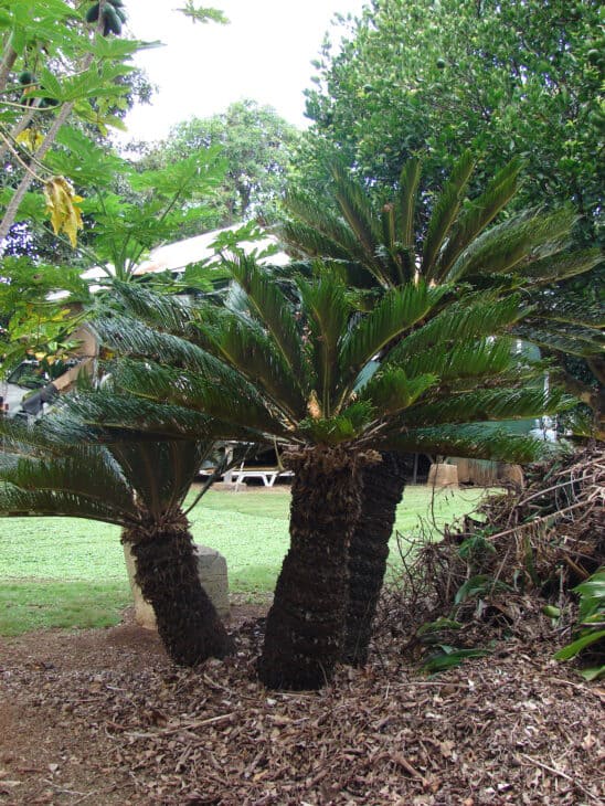 King Sago - Cycas revoluta