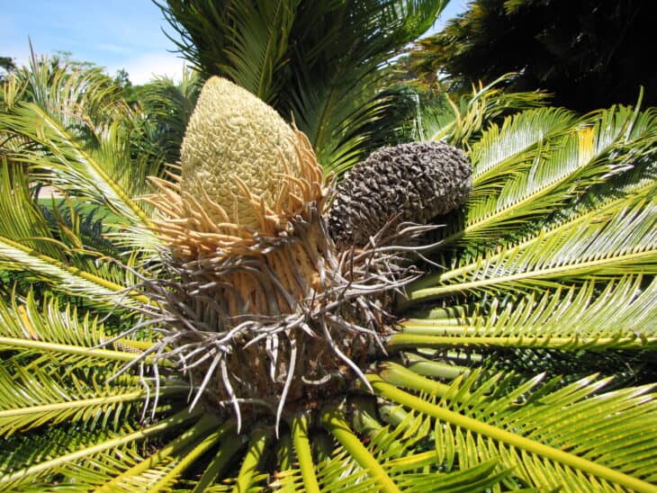 King Sago - Cycas revoluta