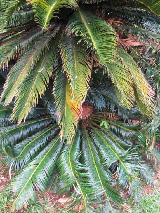 King Sago - Cycas revoluta