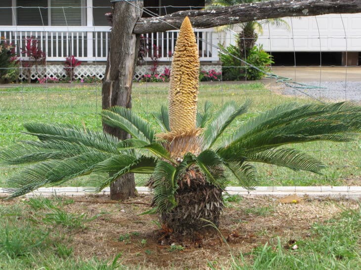 King Sago - Cycas revoluta