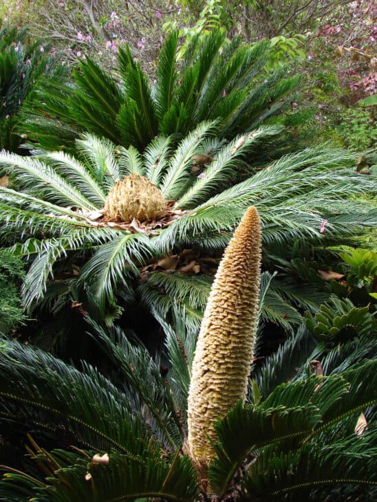 King Sago - Cycas revoluta