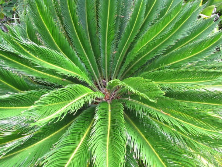 King Sago - Cycas revoluta