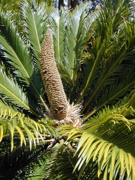 King Sago - Cycas revoluta