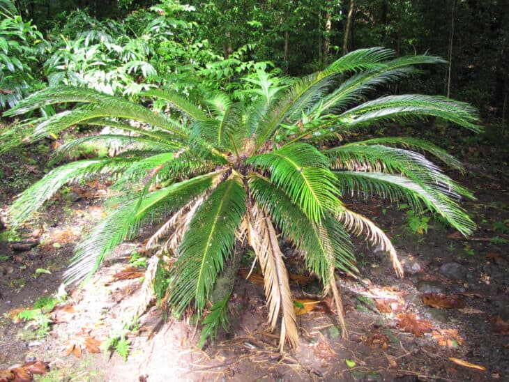 King Sago - Cycas revoluta