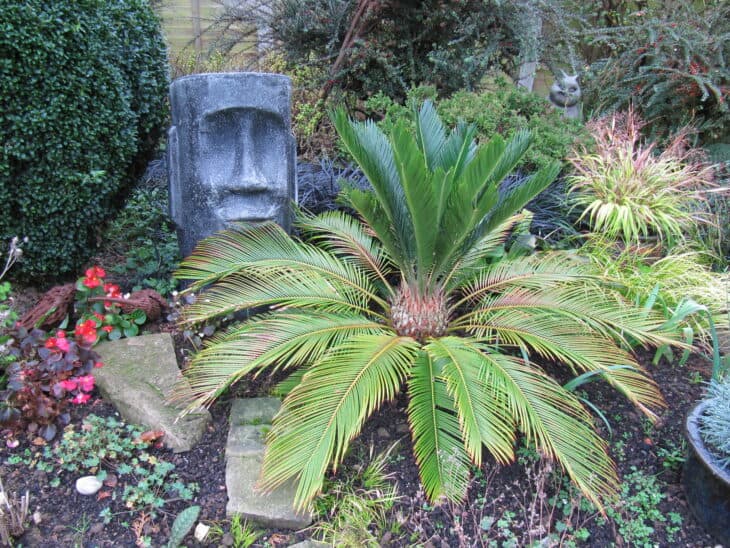King Sago - Cycas revoluta