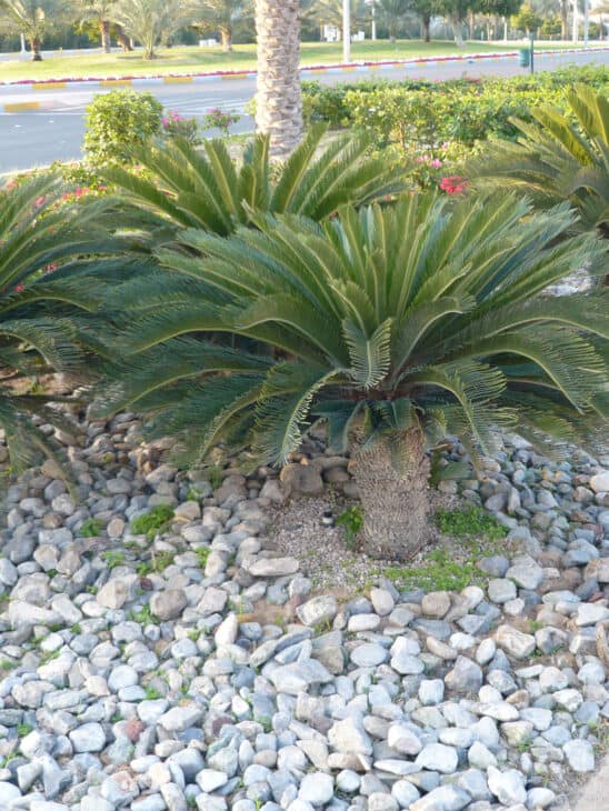 King Sago - Cycas revoluta