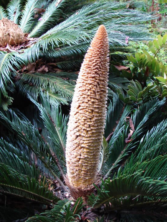 King Sago - Cycas revoluta