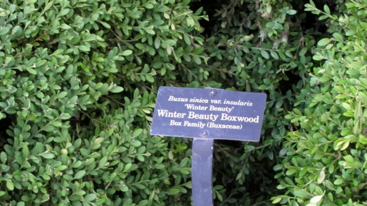 Korean Boxwood - Buxus sinica var. insularis