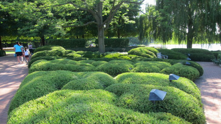 Korean Boxwood - Buxus sinica var. insularis