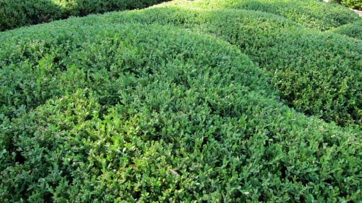 Korean Boxwood - Buxus sinica var. insularis