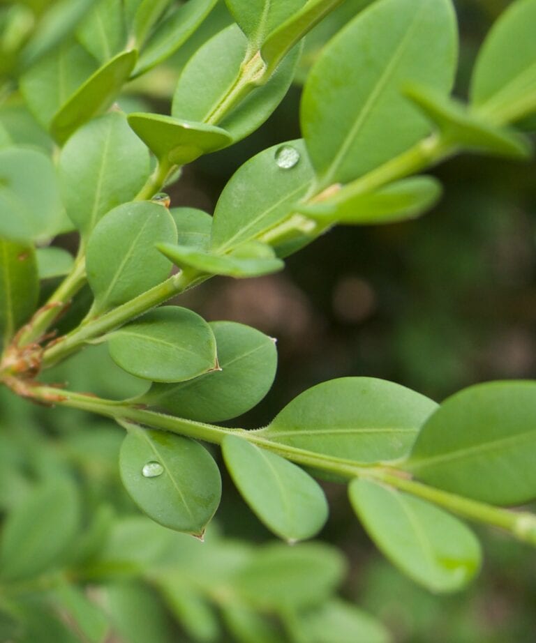 Korean Boxwood - Buxus sinica var. insularis