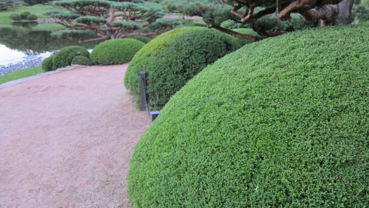 Korean Boxwood - Buxus sinica var. insularis