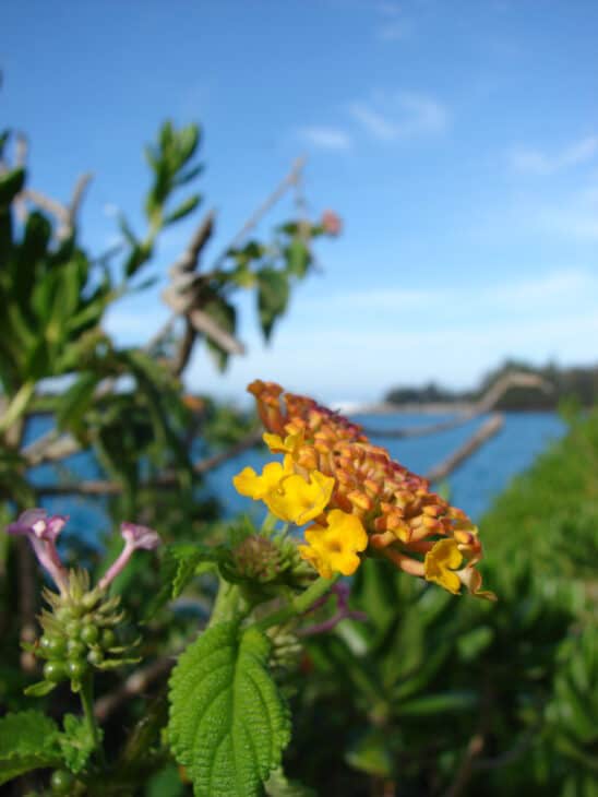 Lantana - Lantana camara
