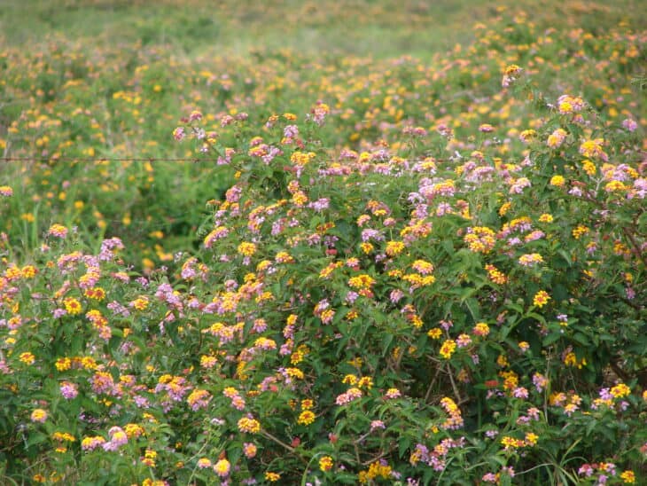 Lantana - Lantana camara