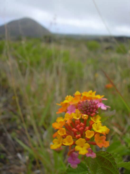 Lantana - Lantana camara