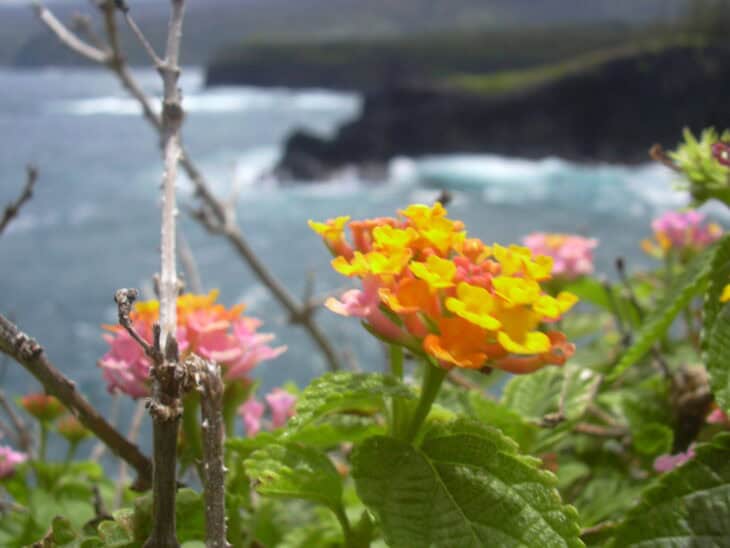 Lantana - Lantana camara
