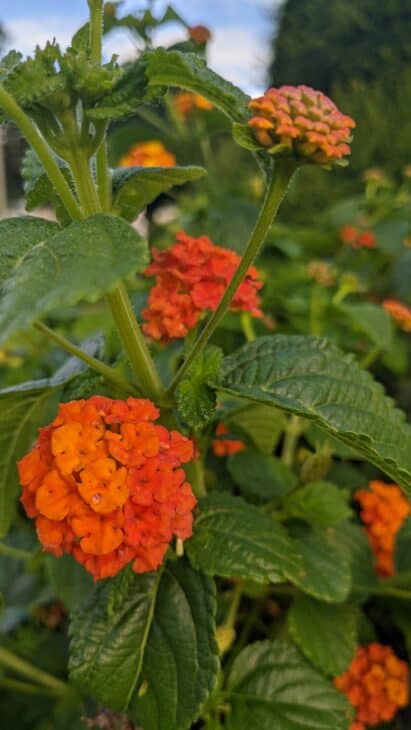 Lantana - Lantana camara