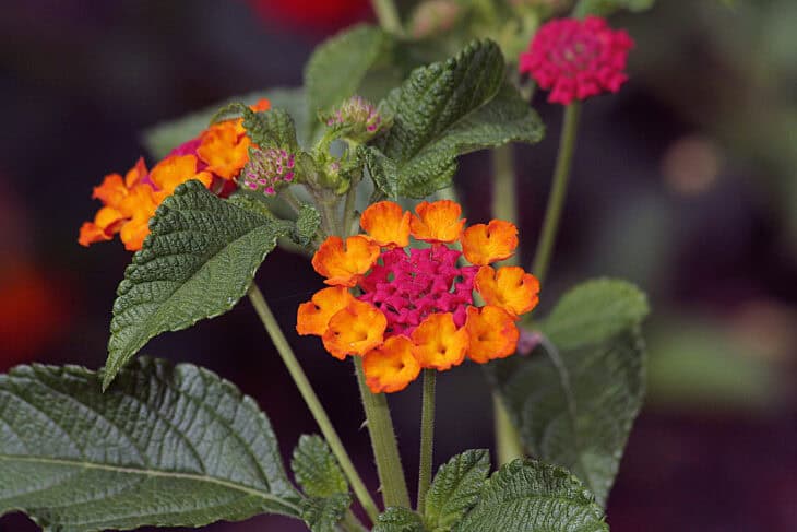Lantana - Lantana camara