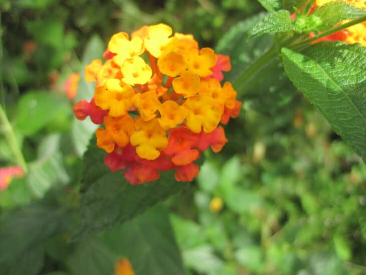 Lantana - Lantana camara