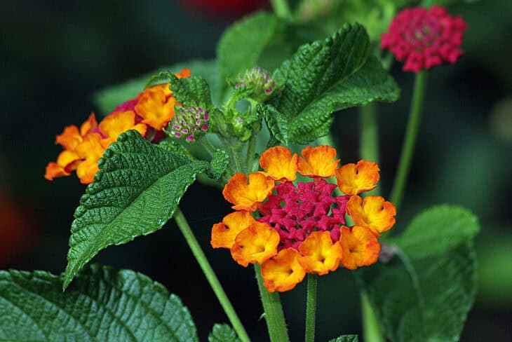 Lantana - Lantana camara
