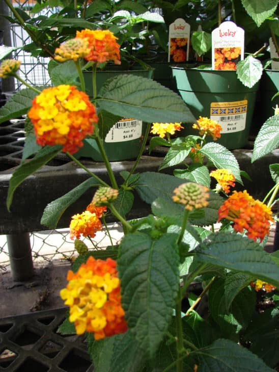 Lantana - Lantana camara