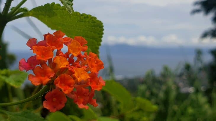 Lantana - Lantana camara