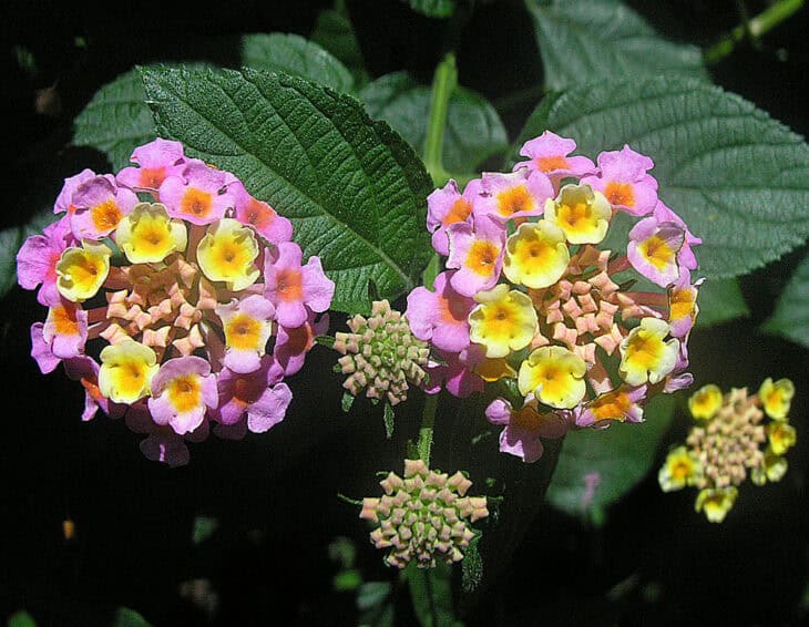 Lantana - Lantana camara
