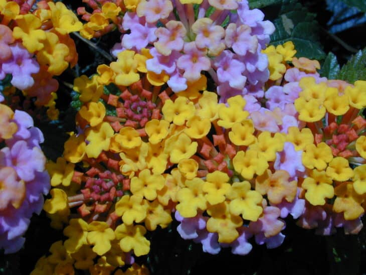 Lantana - Lantana camara