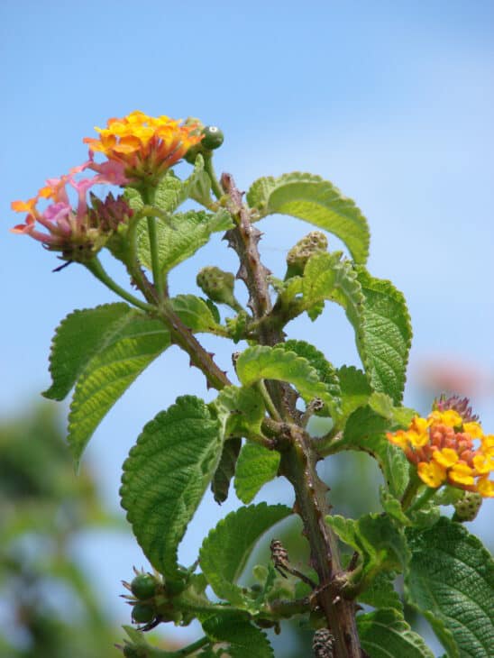 Lantana - Lantana camara