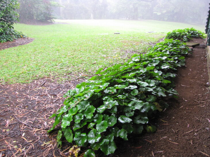 Leopard Plant - Farfugium japonicum