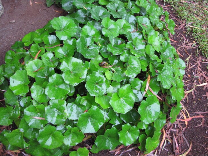Leopard Plant - Farfugium japonicum