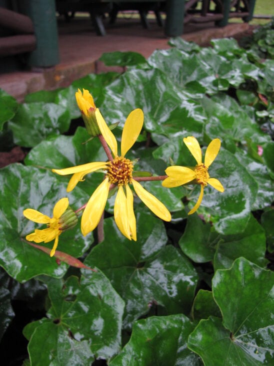Leopard Plant - Farfugium japonicum